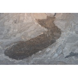 Acanthodien sp. - carboniferous - Barrat mine, Montceaux les Mines - France