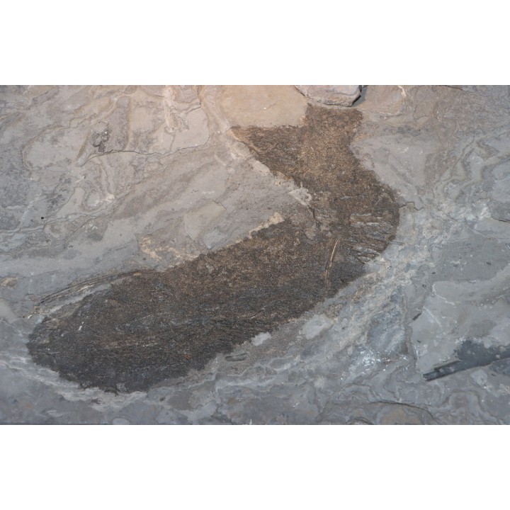 Acanthodien sp. - carboniferous - Barrat mine, Montceaux les Mines - France