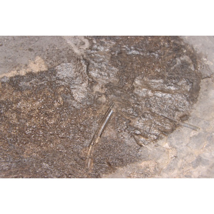 Acanthodien sp. - carbonifère - mine Barrat, Montceaux les Mines