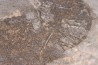 Acanthodien sp. - carbonifère - mine Barrat, Montceaux les Mines