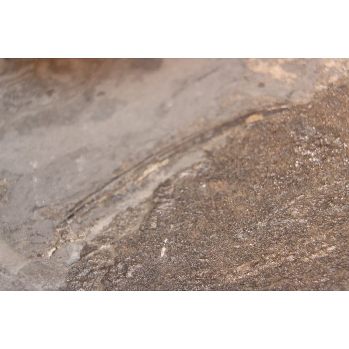 Acanthodien sp. - carbonifère - mine Barrat, Montceaux les Mines