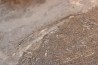Acanthodien sp. - carboniferous - Barrat mine, Montceaux les Mines - France