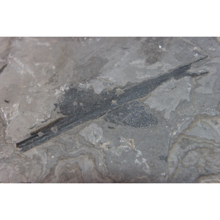 Acanthodien sp. - carboniferous - Barrat mine, Montceaux les Mines - France