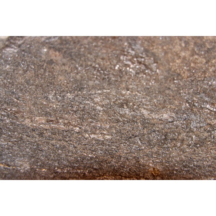 Acanthodien sp. - carbonifère - mine Barrat, Montceaux les Mines