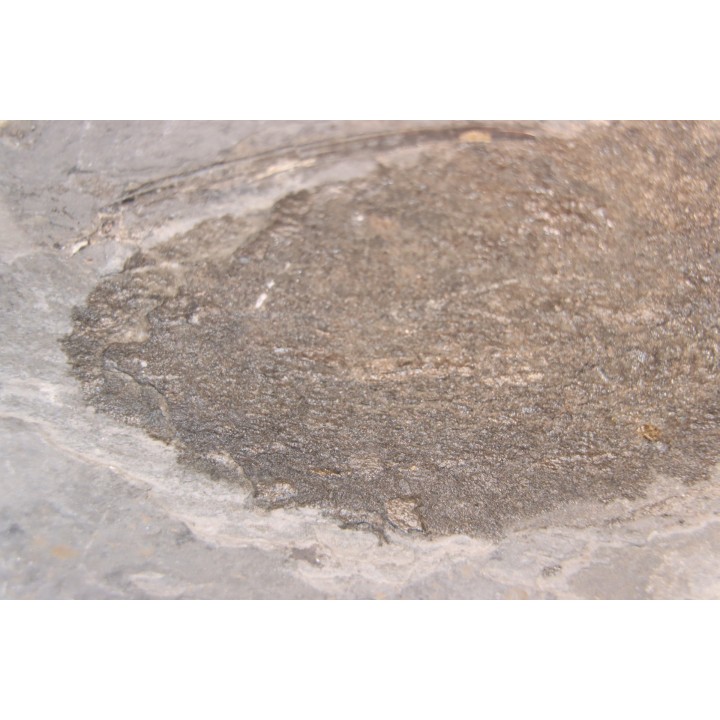 Acanthodien sp. - carbonifère - mine Barrat, Montceaux les Mines
