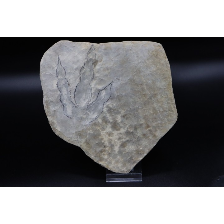 empreinte de dinosaure Grallator variabilis