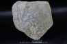 dinosaur foot print : Grallator variabilis