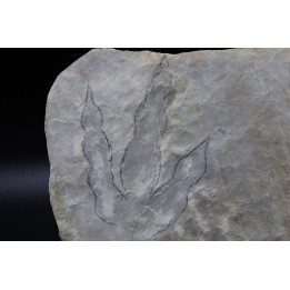 dinosaur foot print : Grallator variabilis
