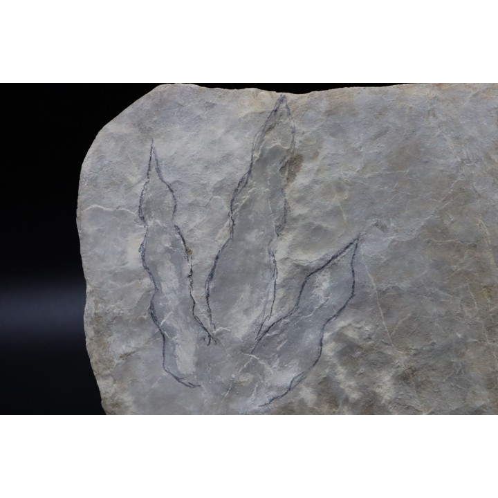 dinosaur foot print : Grallator variabilis