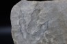dinosaur foot print : Grallator variabilis