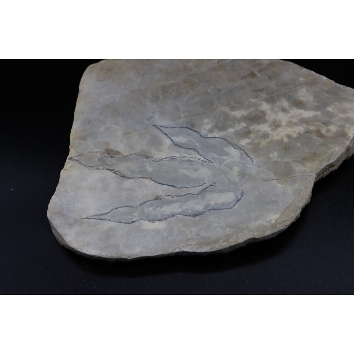 dinosaur foot print : Grallator variabilis