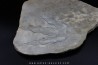 dinosaur foot print : Grallator variabilis