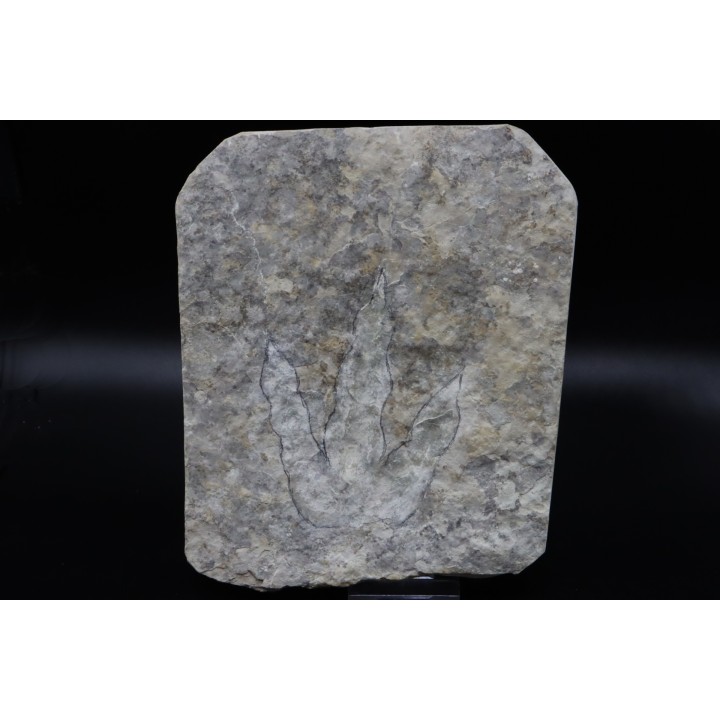 dinosaur foot print : Grallator variabilis