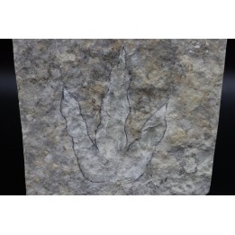 empreinte de dinosaure Grallator variabilis