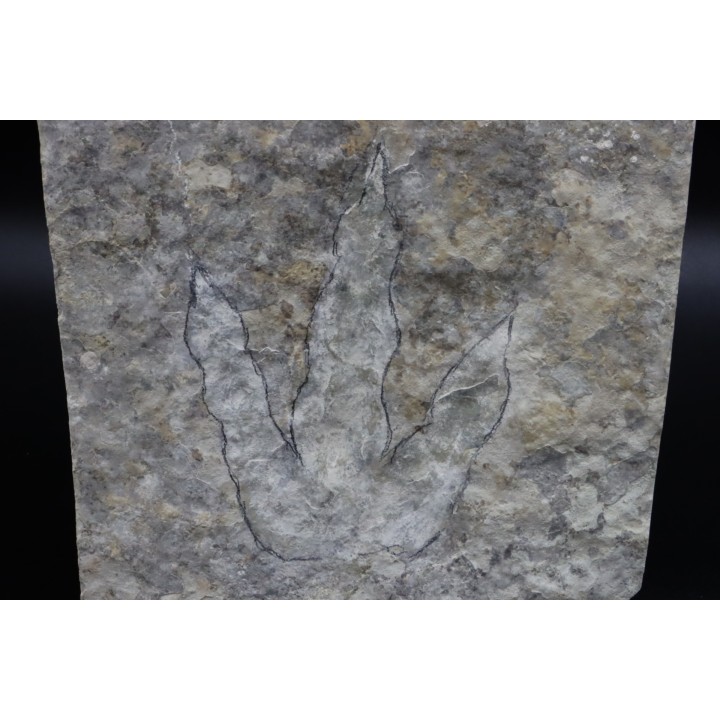 empreinte de dinosaure Grallator variabilis