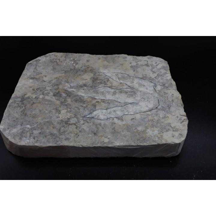 dinosaur foot print : Grallator variabilis