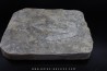 dinosaur foot print : Grallator variabilis