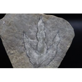 empreinte de dinosaure Grallator variabilis