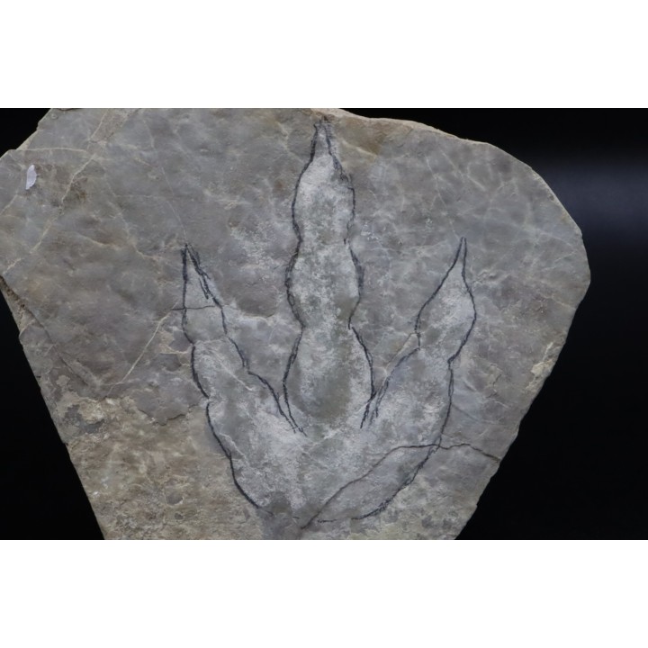 empreinte de dinosaure Grallator variabilis