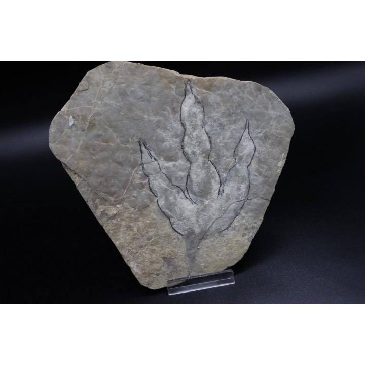 empreinte de dinosaure Grallator variabilis