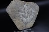 empreinte de dinosaure Grallator variabilis