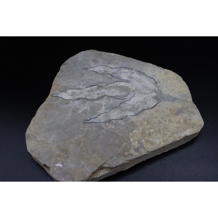dinosaur foot print : Grallator variabilis