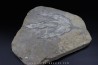 empreinte de dinosaure Grallator variabilis