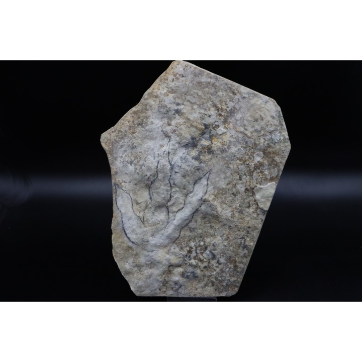 dinosaur foot print : Grallator variabilis (3)