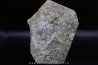 dinosaur foot print : Grallator variabilis (3)