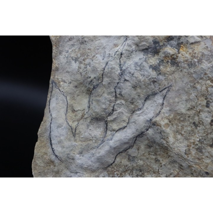 dinosaur foot print : Grallator variabilis (3)