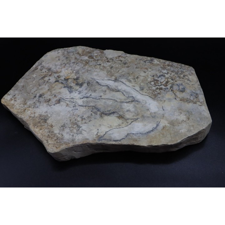 dinosaur foot print : Grallator variabilis (3)