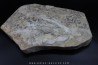 dinosaur foot print : Grallator variabilis (3)