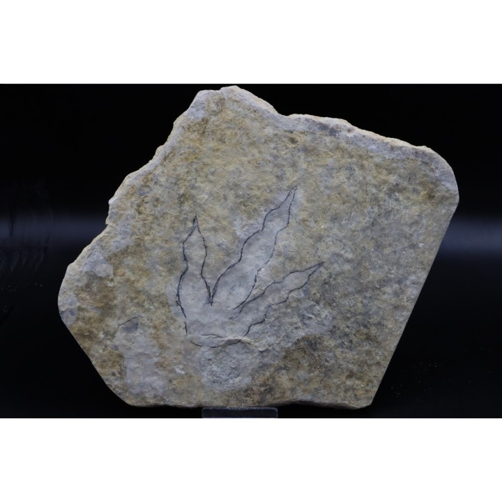 dinosaur foot print : Grallator variabilis (4)