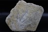 dinosaur foot print : Grallator variabilis (4)