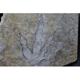 dinosaur foot print : Grallator variabilis (4)