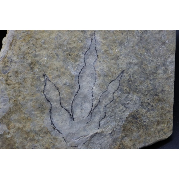 dinosaur foot print : Grallator variabilis (4)