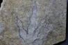 dinosaur foot print : Grallator variabilis (4)