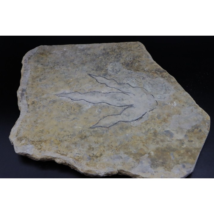 dinosaur foot print : Grallator variabilis (4)