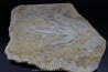 dinosaur foot print : Grallator variabilis (4)