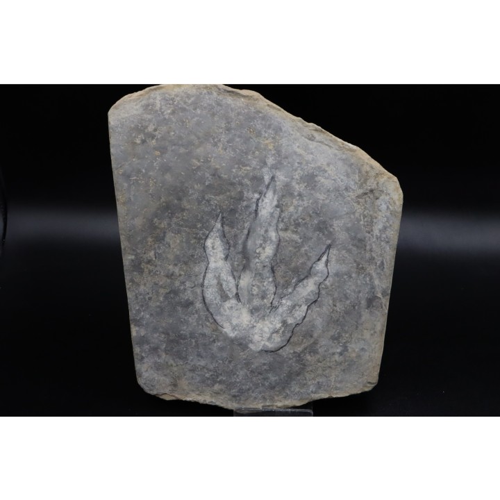 dinosaur foot print : Grallator variabilis