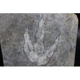 dinosaur foot print : Grallator variabilis