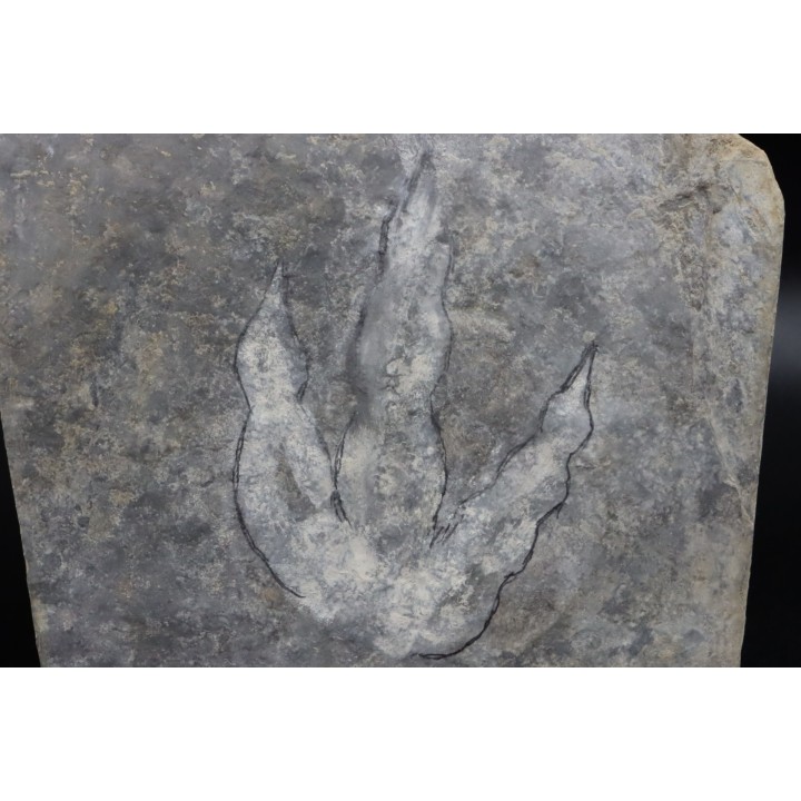 empreinte de dinosaure Grallator variabilis