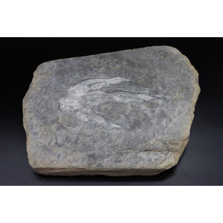 dinosaur foot print : Grallator variabilis