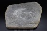 dinosaur foot print : Grallator variabilis
