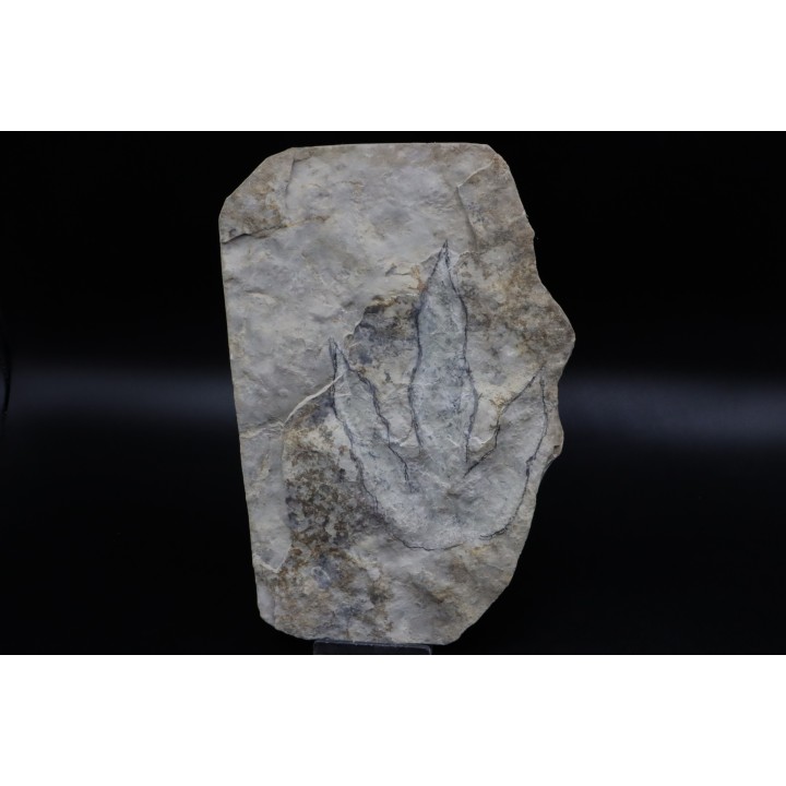 empreinte de dinosaure Grallator variabilis