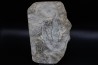 dinosaur foot print : Grallator variabilis