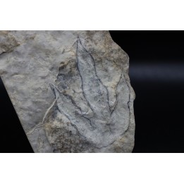 empreinte de dinosaure Grallator variabilis