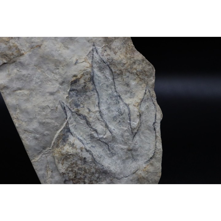 empreinte de dinosaure Grallator variabilis