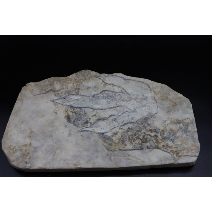 dinosaur foot print : Grallator variabilis