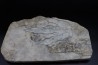 dinosaur foot print : Grallator variabilis